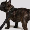 K/PET LEASH OG POUCH